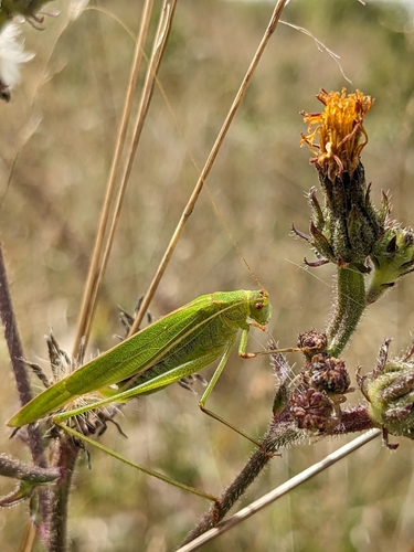 Phaneroptera falcata