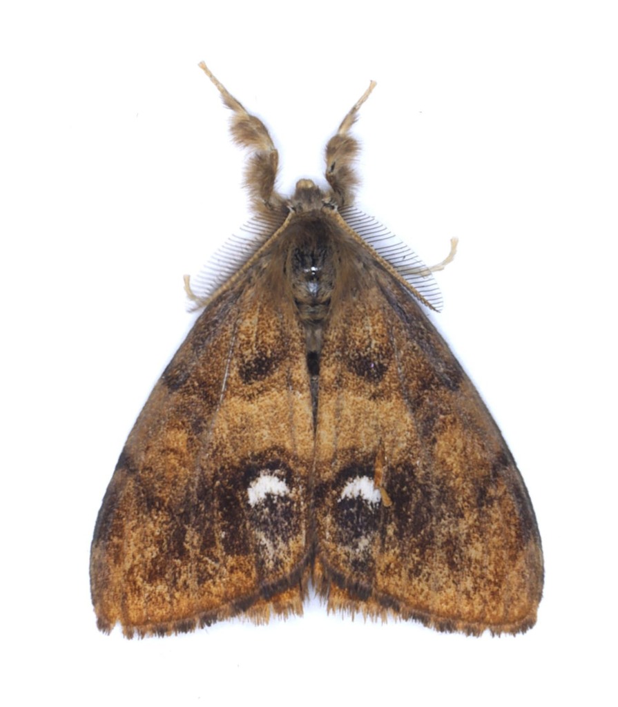 Rusty Tussock Moth from Saint Lawrence, NL A0E, Canada on September 6 ...