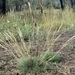 Agrostis curtisii - Photo 由 F. Bemmerlein-Lux 所上傳的 (c) F. Bemmerlein-Lux，保留部份權利CC BY-NC