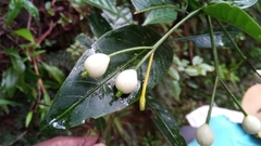Tarenna thouarsiana