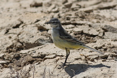 Motacilla flava feldegg