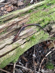 Plethodon cinereus image