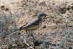 Motacilla flava feldegg