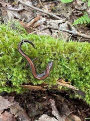 Plethodon cinereus image