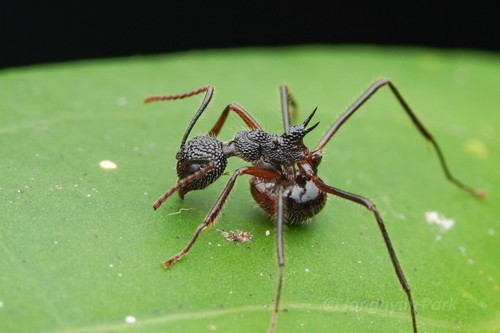 因陀罗臭蚁Dolichoderus indrapurensis