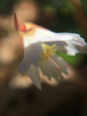 Shortia galacifolia