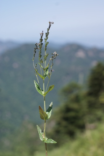 Veronica rockii