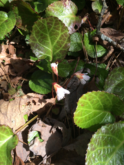 Shortia galacifolia