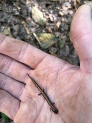 Plethodon cinereus image