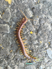 Scolopendra