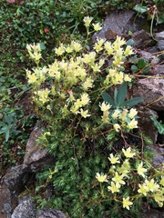 Saxifraga bronchialis funstonii
