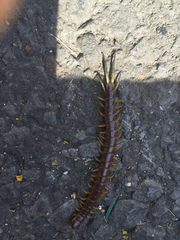 Scolopendra