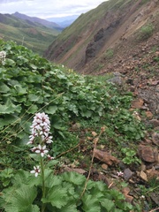 Boykinia richardsonii