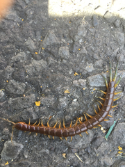 Scolopendra