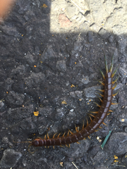 Scolopendra