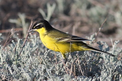 Motacilla flava feldegg