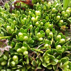 Baccharis caespitosa