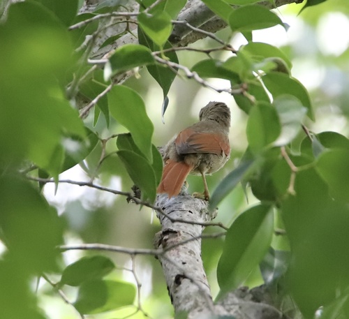 Crested Spinetail (Cranioleuca subcristata), photo 9