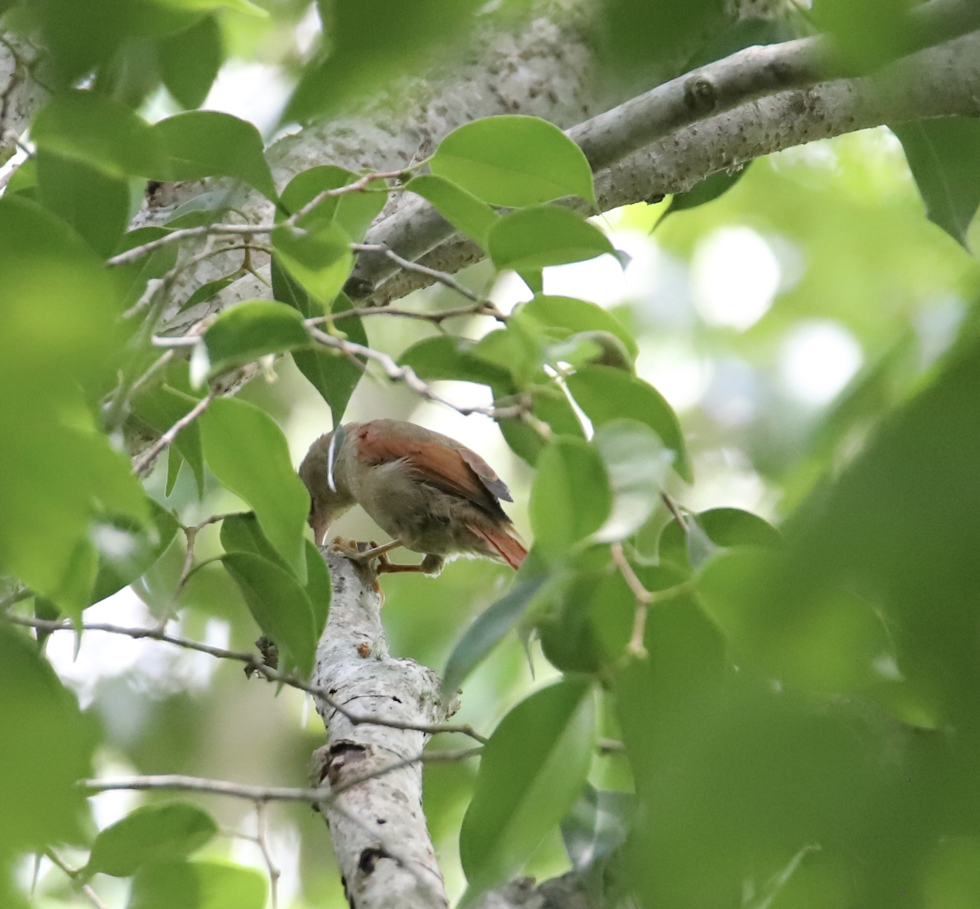 Crested Spinetail (Cranioleuca subcristata), photo 2