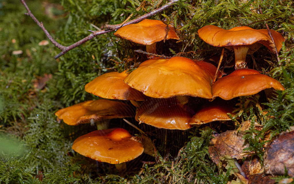 Hymenogastraceae in August 2023 by Vilius Kasparas Kasparavičius