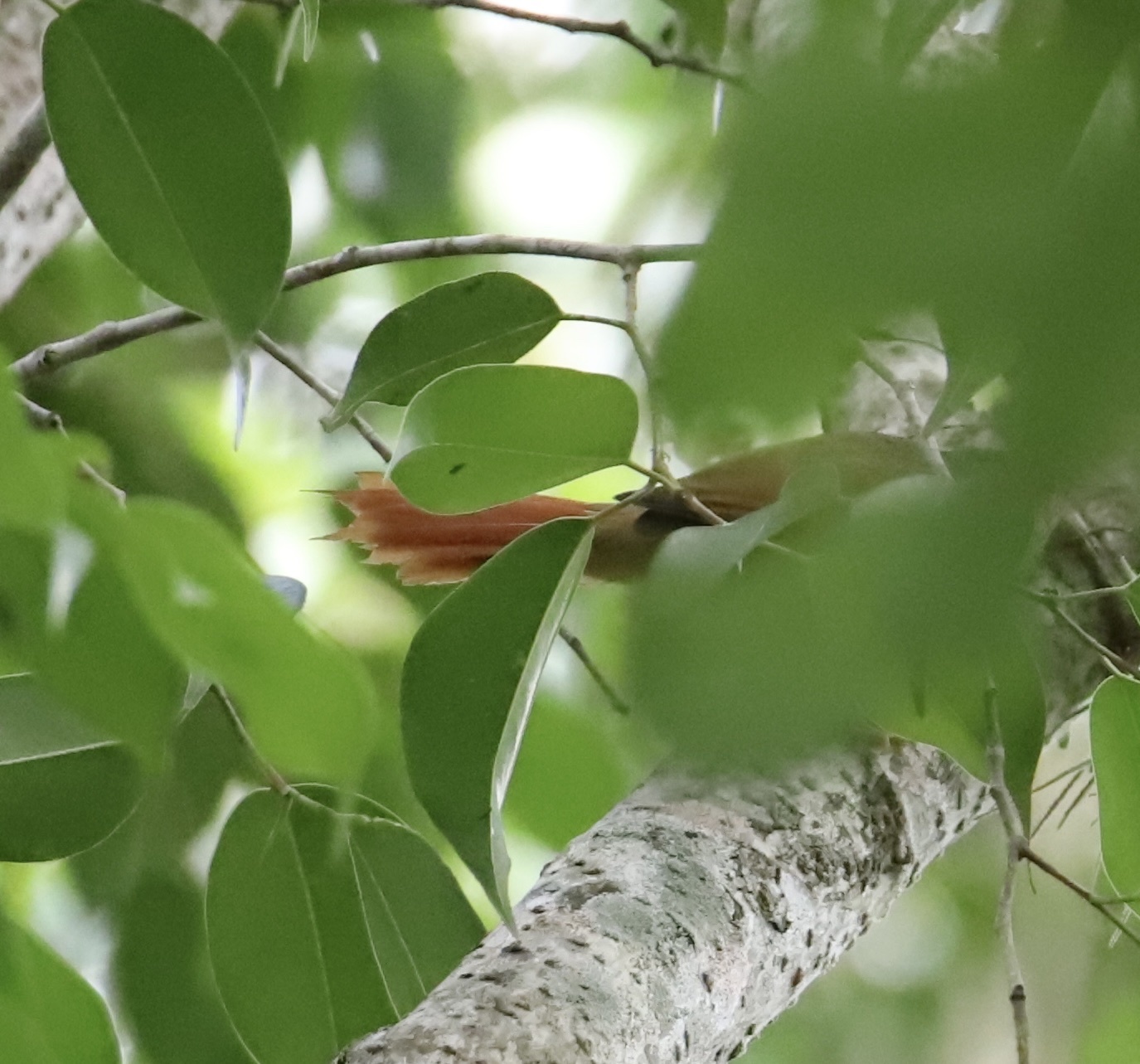 Crested Spinetail (Cranioleuca subcristata), photo 6