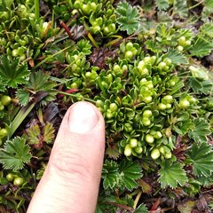 Baccharis caespitosa