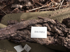 Hysterium angustatum