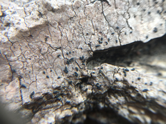 Hysterium angustatum