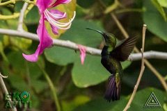 Anthracothorax dominicus