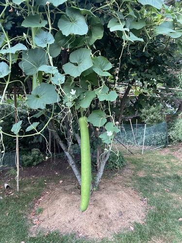 Lagenaria siceraria