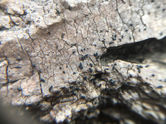 Hysterium angustatum