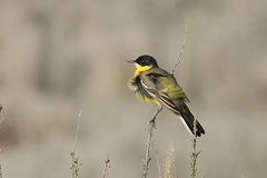 Motacilla flava feldegg