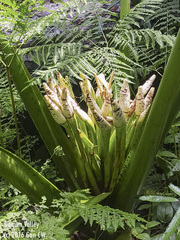 (c) Cheongweei Gan, some rights reserved (CC BY) Alocasia robusta, photograph (c) Cheongweei Gan, some rights reserved (CC BY)