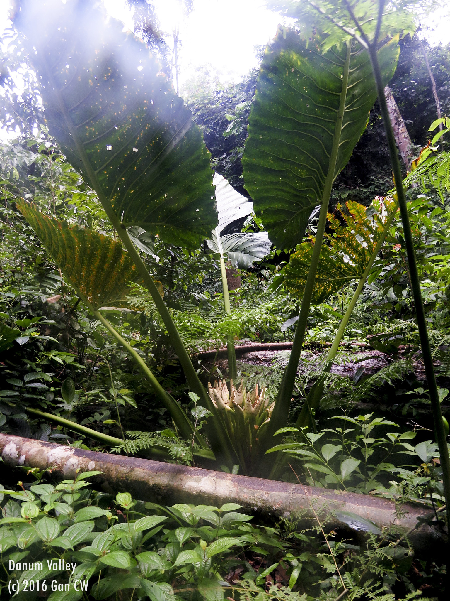 Alocasia robusta M.Hotta
