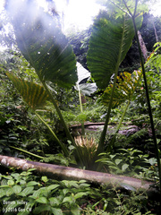 Robust Alocasia (Alocasia robusta)