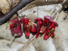 Aeschynanthus tricolor, photograph (c) Cheongweei Gan, some rights reserved (CC BY)