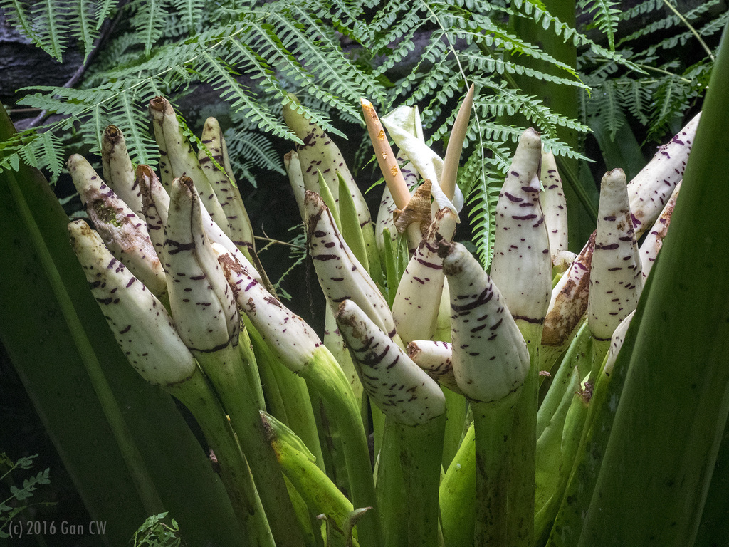 Alocasia robusta; photograph (c) Cheongweei Gan, some rights reserved (CC BY)