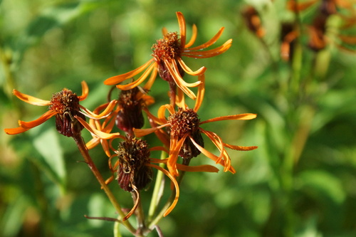 Tephroseris flammea iNat (2)
