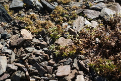 Veronica macrostemon