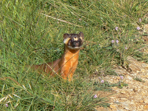 Long-tailed Weasel