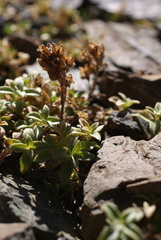 Veronica macrostemon