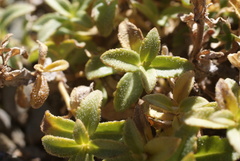 Veronica macrostemon