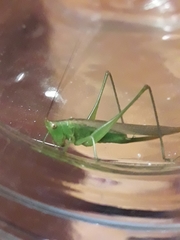 Conocephalus longipes
