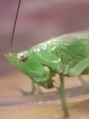 Conocephalus longipes