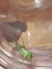 Conocephalus longipes