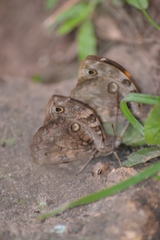Opsiphanes tamarindi