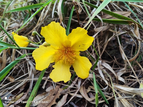Image of Cochlospermum regium by (c) Thomaz Ricardo Favreto Sinani, some rights reserved (CC BY)