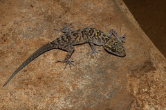 Tak Bent-Toed Gecko photo 2