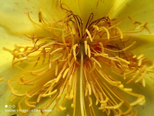 Image of Cochlospermum regium by (c) Thomaz Ricardo Favreto Sinani, some rights reserved (CC BY)