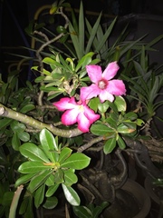 Adenium